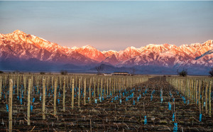 A Taste of Argentinan Vineyards | International Real Estate Marketing